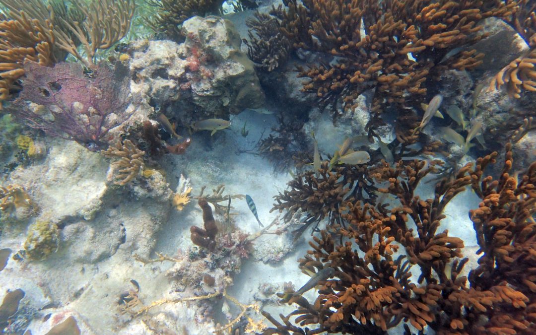Snorkeling in Puerto Morelos