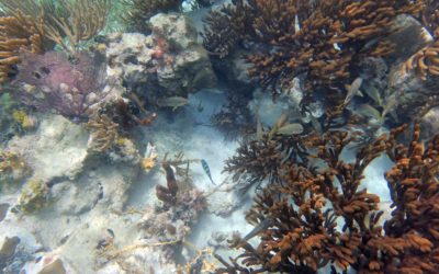Snorkeling in Puerto Morelos