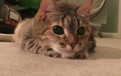 What happened to Wookie the cat?