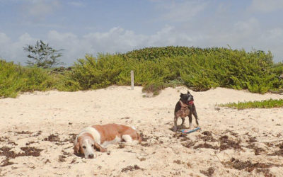 Bringing our Pets into Mexico