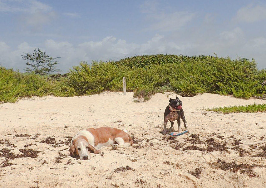 Bringing our Pets into Mexico