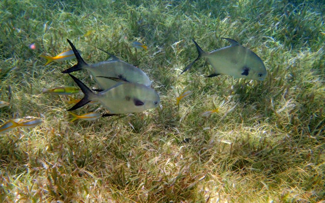 Another Snorkeling Day