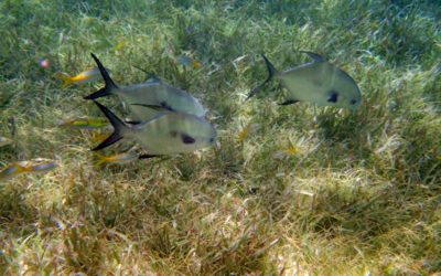 Another Snorkeling Day