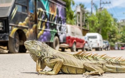 When a Mexican officer says to blow into his hand