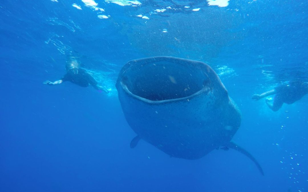 Swimming with the Whale Sharks