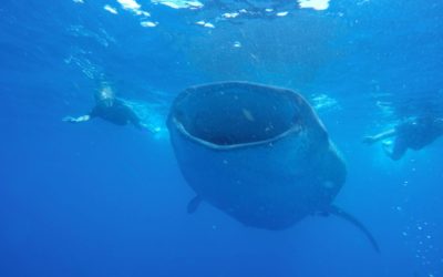 Swimming with the Whale Sharks