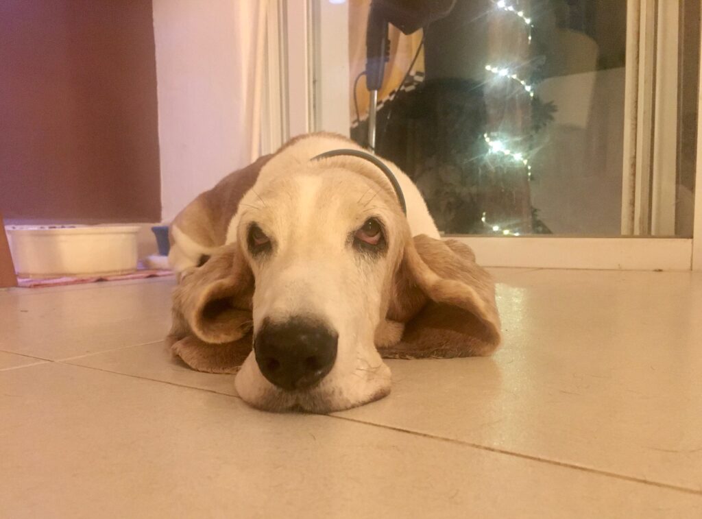 Bessie, our Basset Hound
