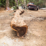 Tree used by the woodcarvers - look at that two tone wood. Chocolate and Vanilla!