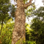 Zapote Tree, whose sap was used to make chewing gum.